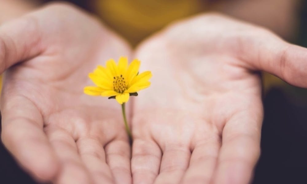 Flower in between two hands