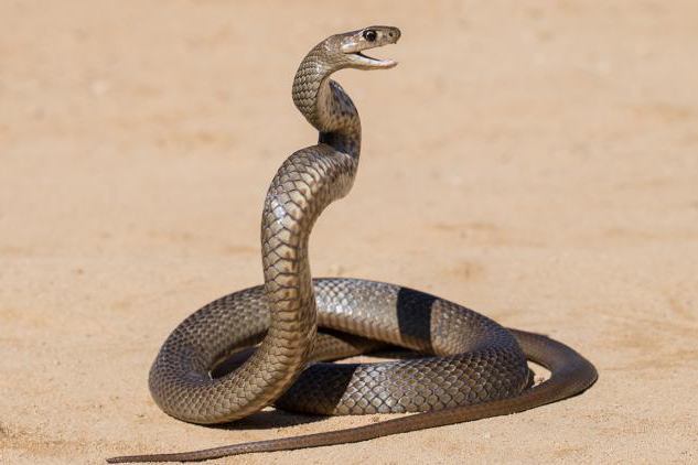 Coiled snake with its head raised