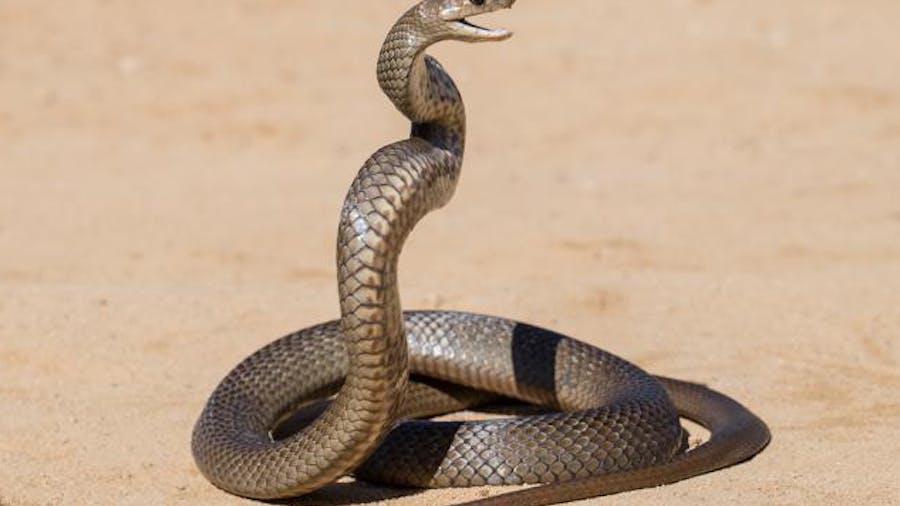 Coiled snake with its head raised