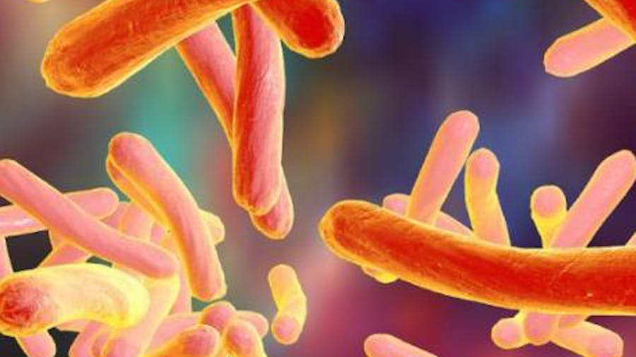 Mycobacterium tuberculosis bacteria microscopy