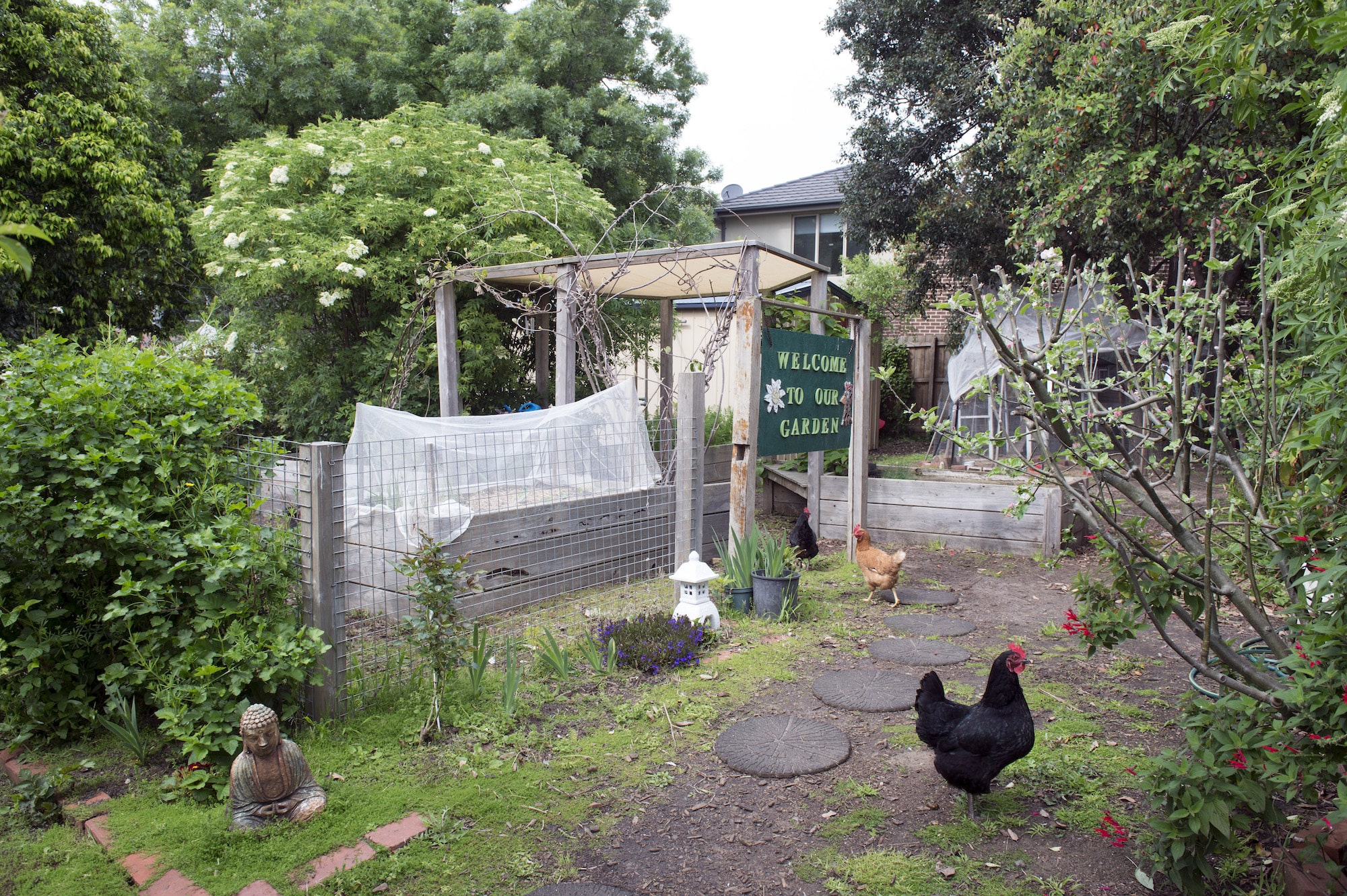 Garden at Mental Health CCU with chicken