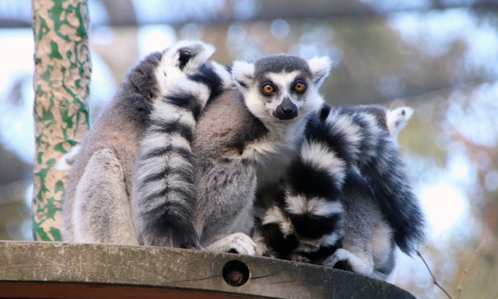 Lemurs at Melbourne Zoo